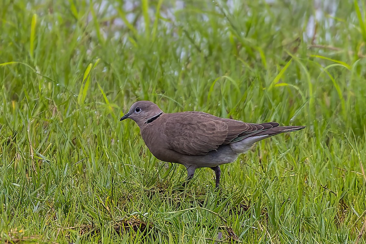 Red Collared-Dove - ML508676641