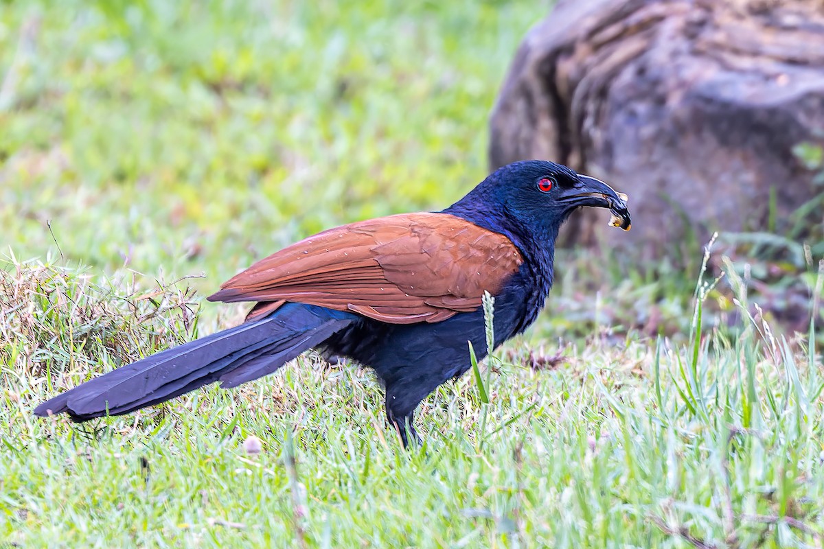 Greater Coucal - ML508678041