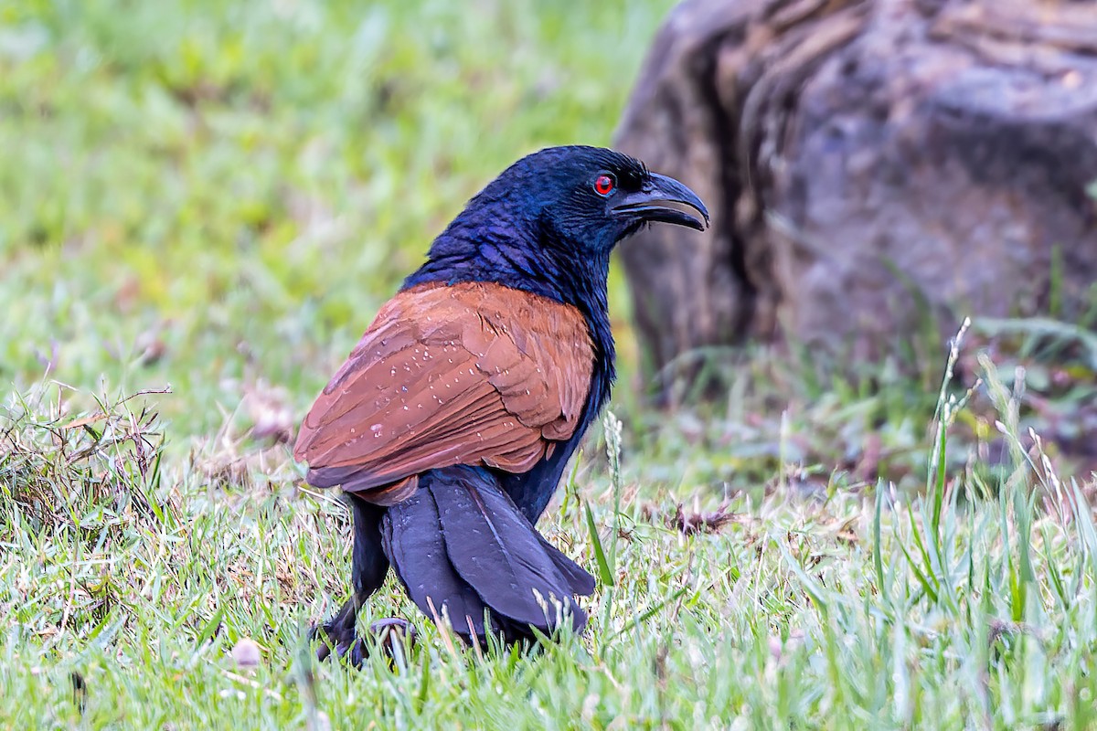Greater Coucal - ML508678111