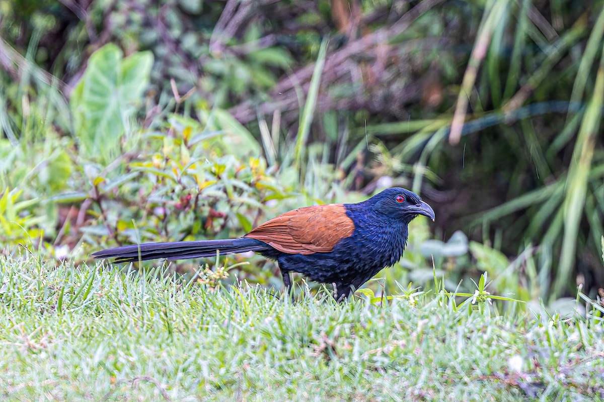 Greater Coucal - ML508678161