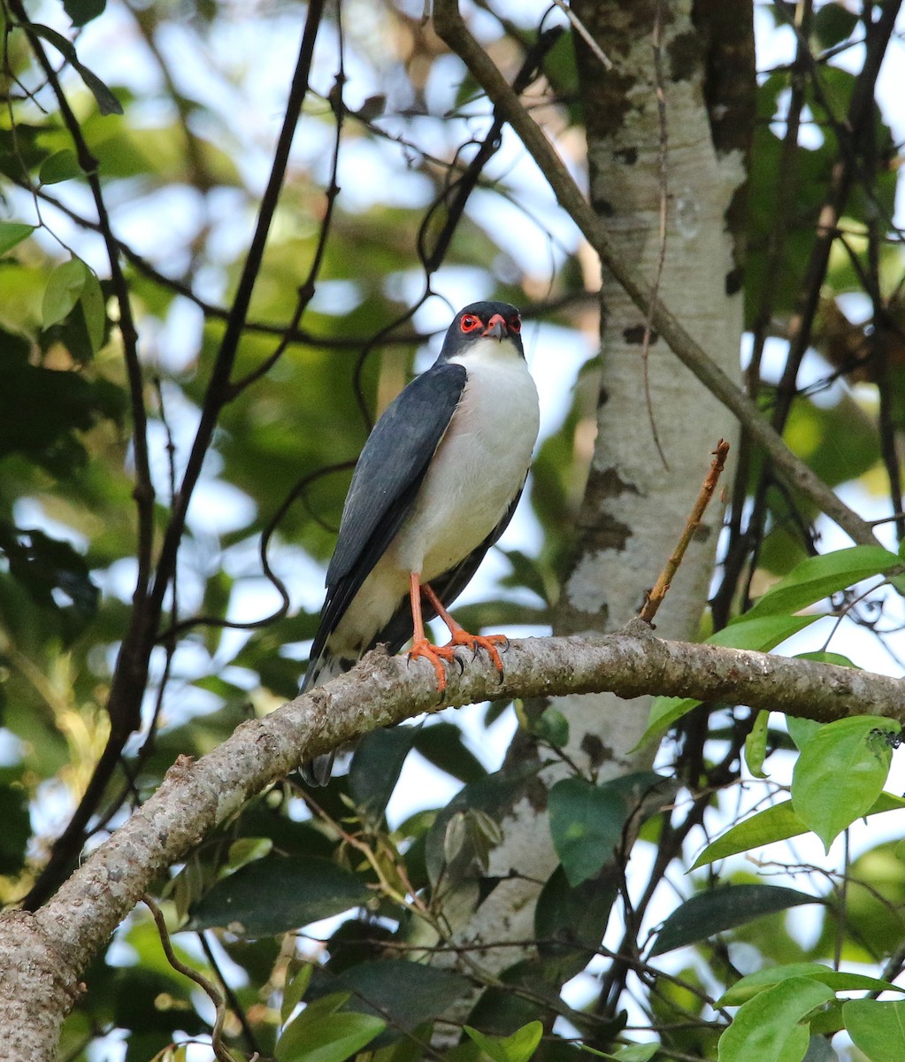 Red-thighed Sparrowhawk - ML508685991