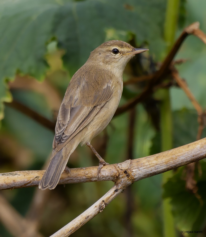 Booted Warbler - ML508687381