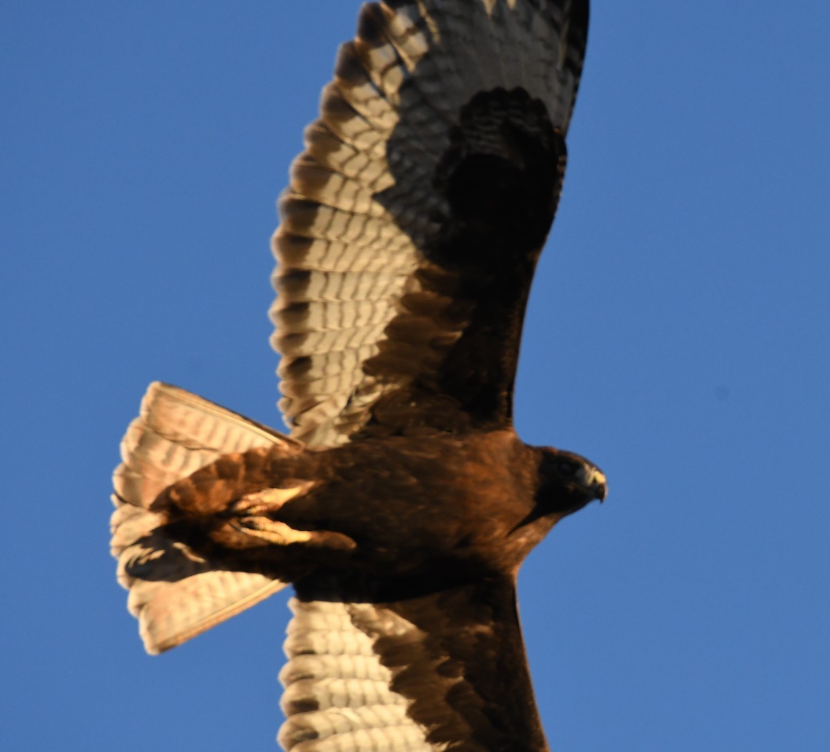 Red-tailed Hawk (calurus/alascensis) - ML508694381