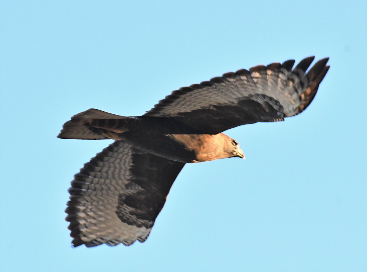 Red-tailed Hawk (calurus/alascensis) - ML508694391