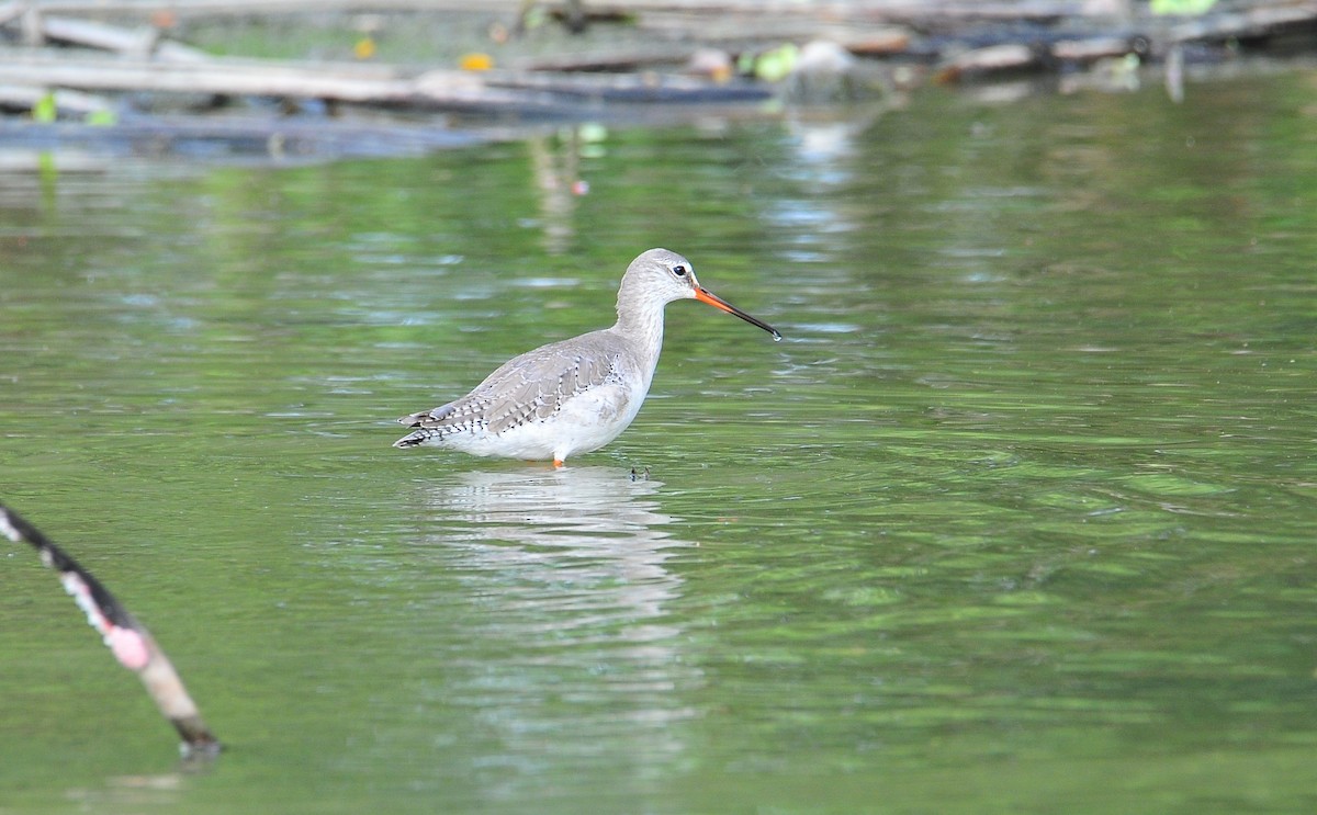 Spotted Redshank - ML508695241