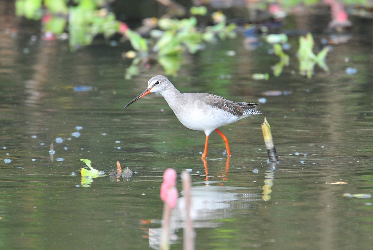 Spotted Redshank - ML508695251