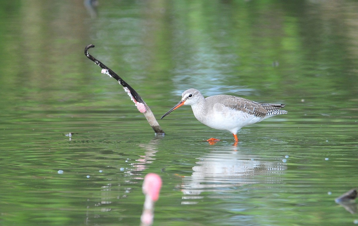 Spotted Redshank - ML508695261