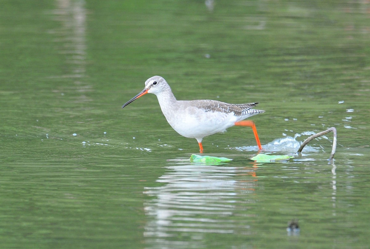 Spotted Redshank - ML508695271