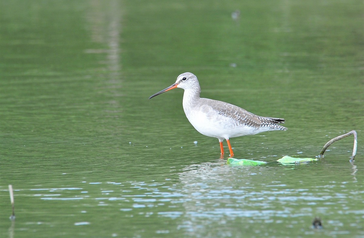 Spotted Redshank - ML508695281