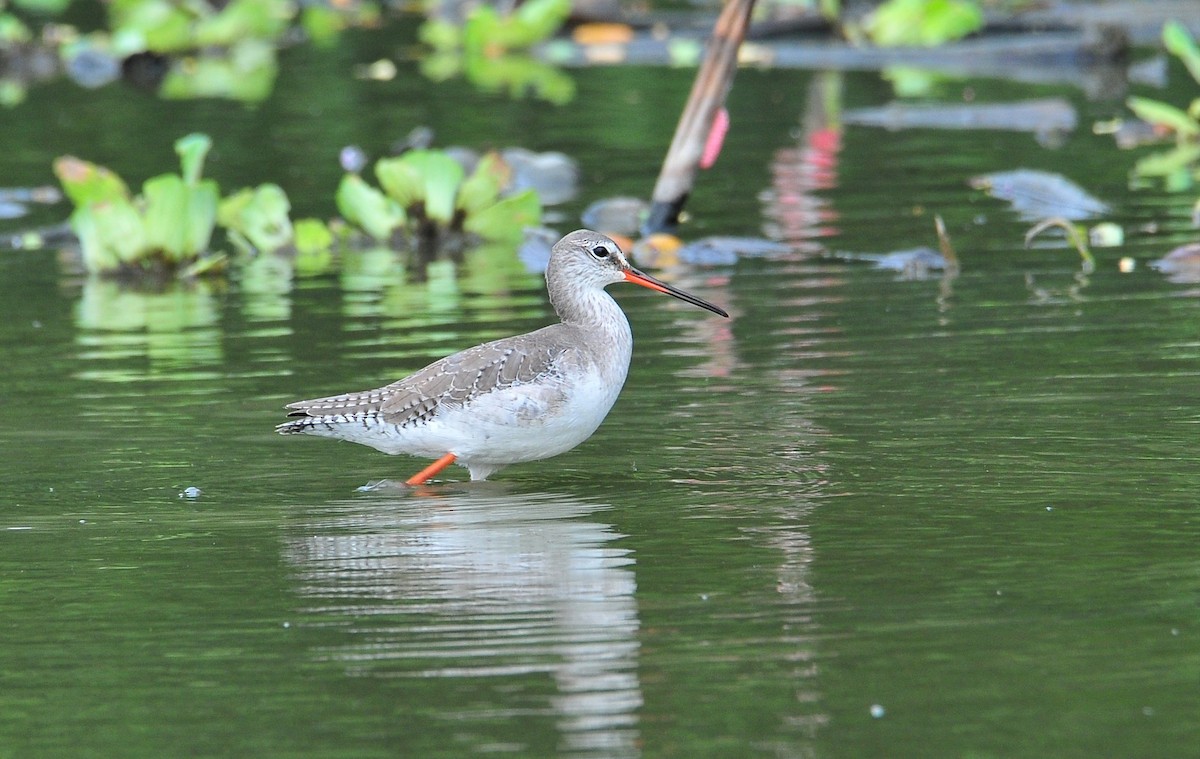Spotted Redshank - ML508695291