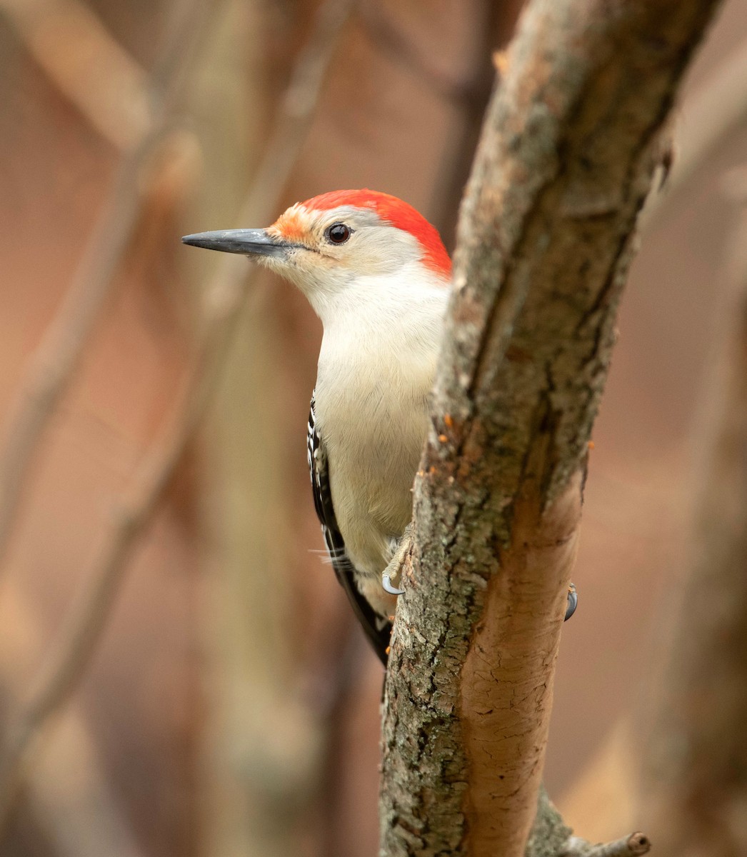 Red-bellied Woodpecker - ML508696381