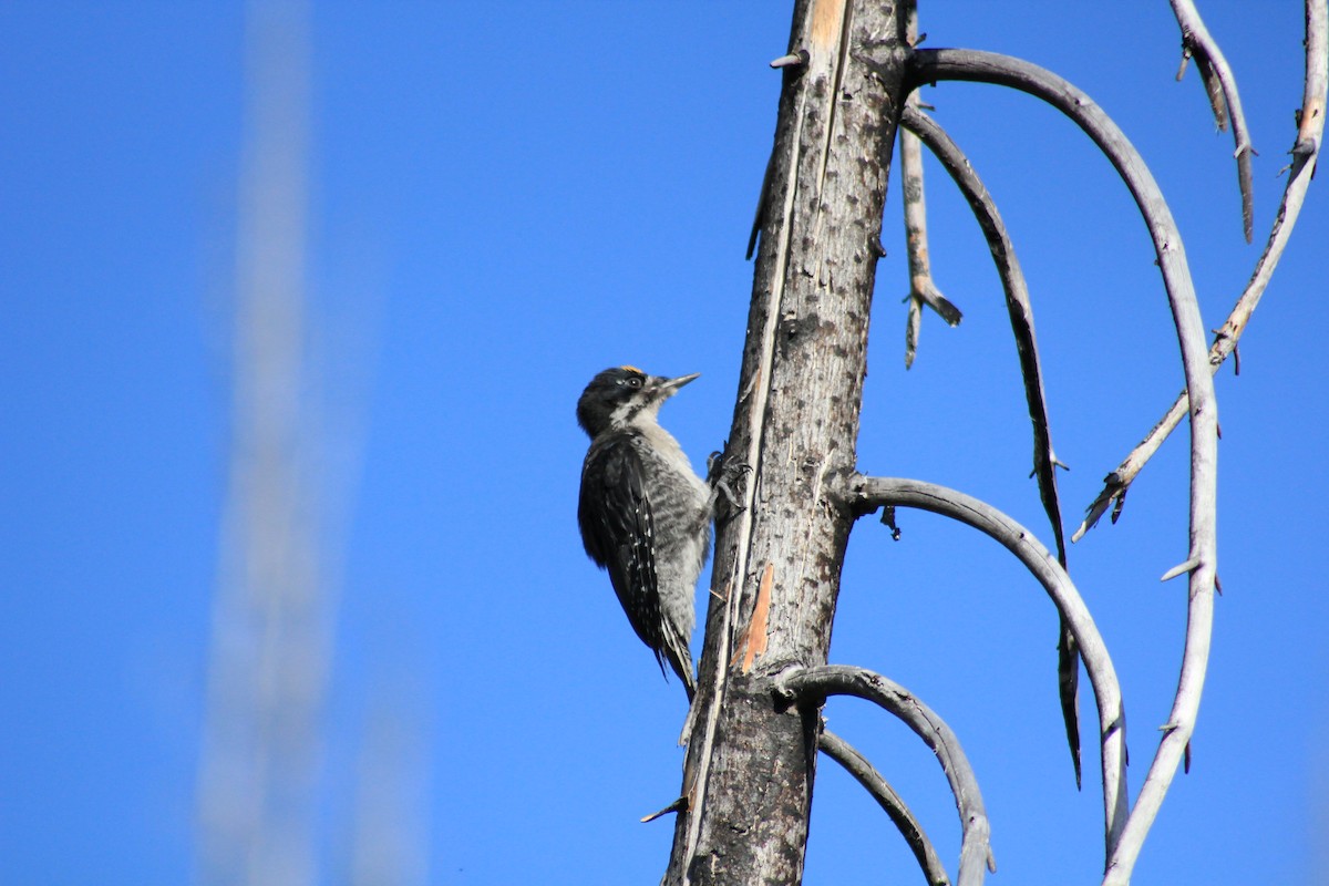 Black-backed Woodpecker - ML508708361