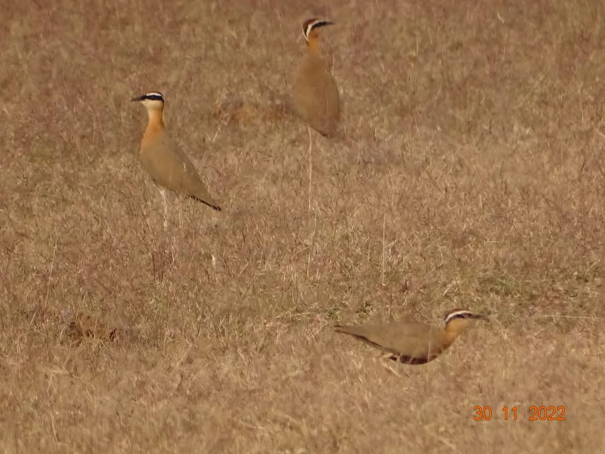 Indian Courser - ML508708561