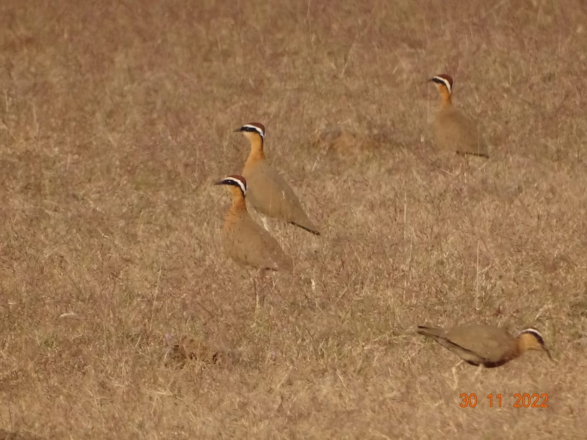 Indian Courser - ML508708571