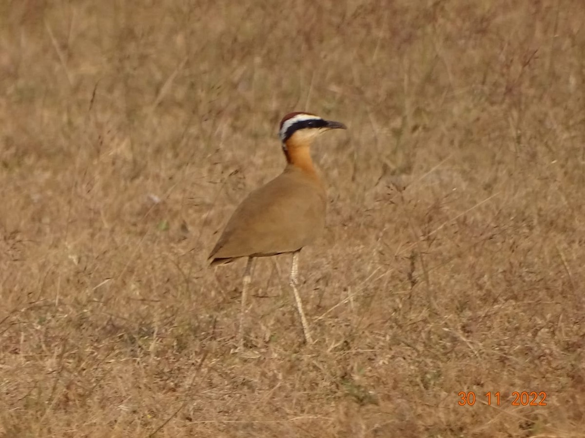 Indian Courser - ML508708581