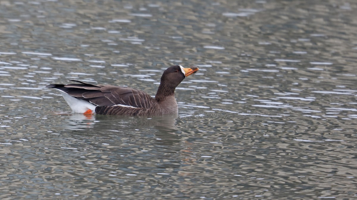 Greater White-fronted Goose - Daniel Jauvin