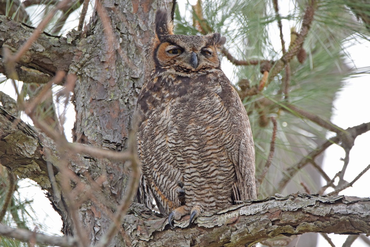 Great Horned Owl - Perry Doggrell