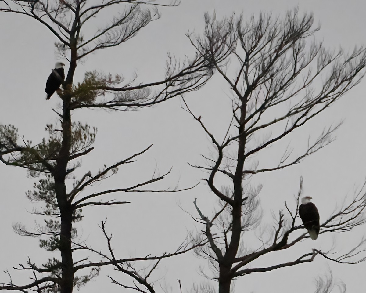 Mass Audubon eBird Checklist 30 Nov 2022 Laurel Lake, Lee 10 species