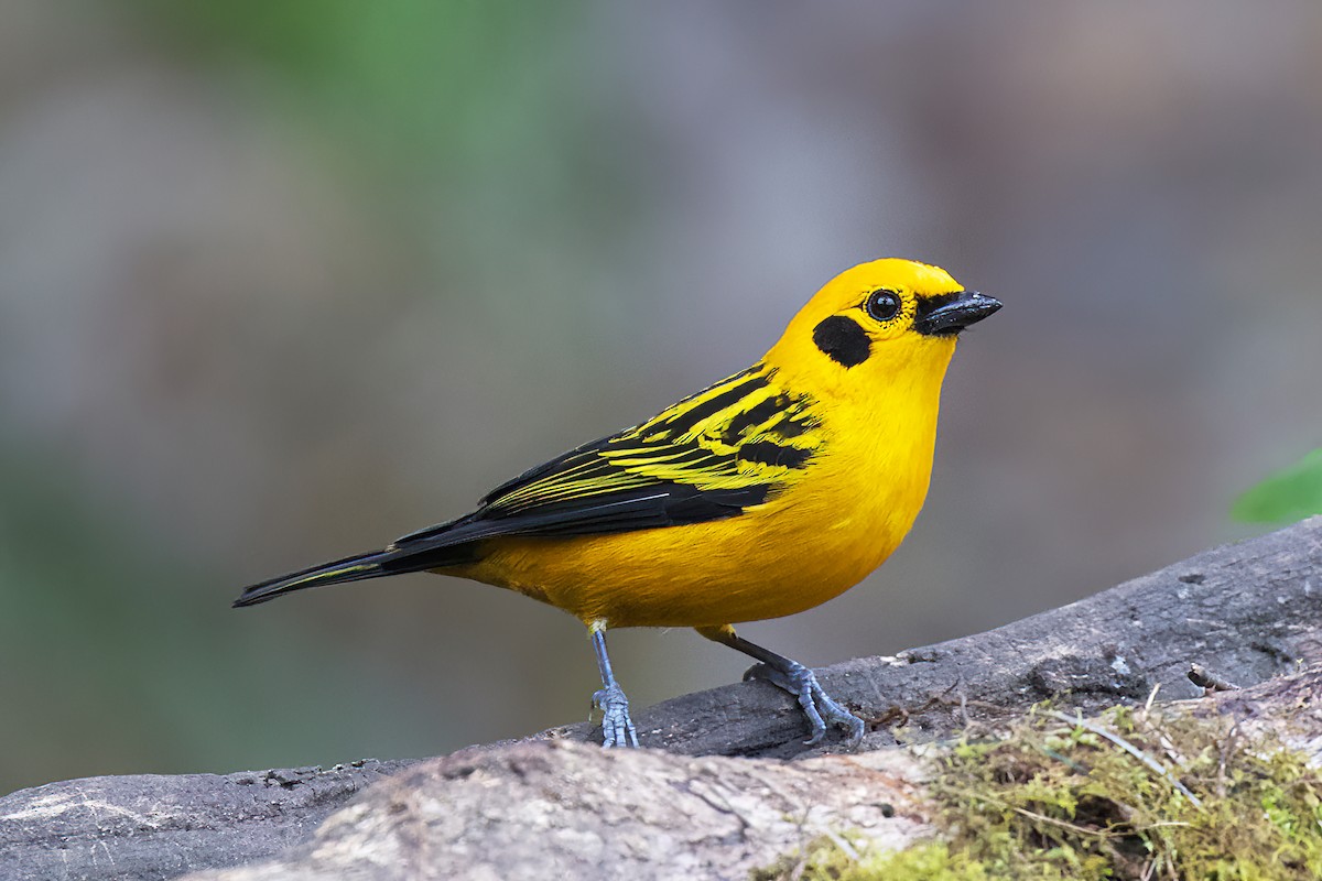 Golden Tanager - Stan Lilley