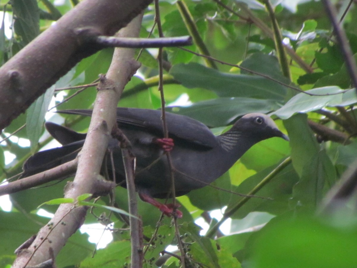 White-crowned Pigeon - ML508718881