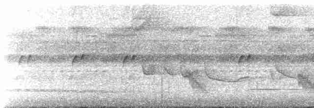Bauchflecken-Ameisenvogel - ML508719931