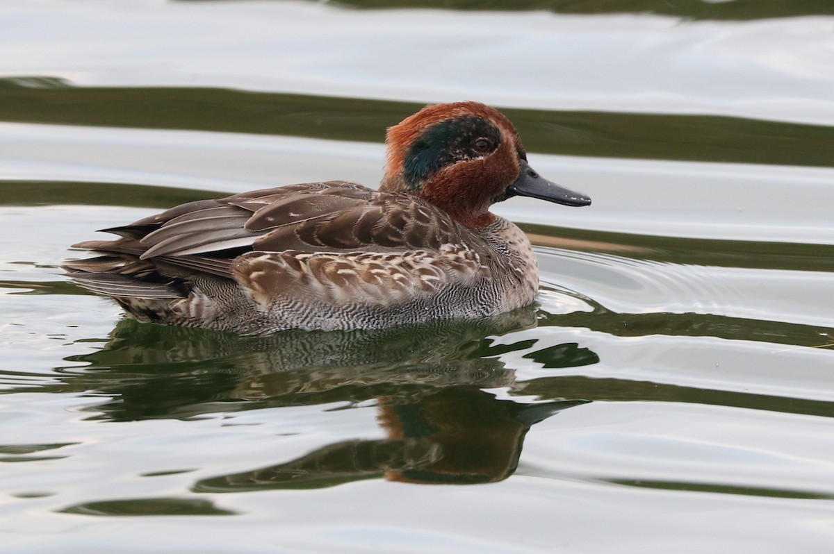 Green-winged Teal - ML508722581