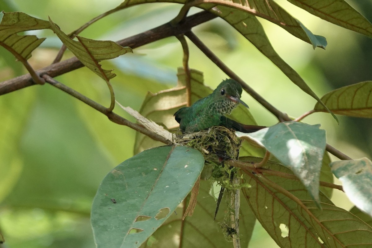 Rufous-tailed Hummingbird - Bob Greenleaf