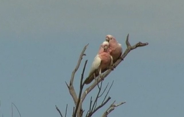 Pink Cockatoo - Josep del Hoyo