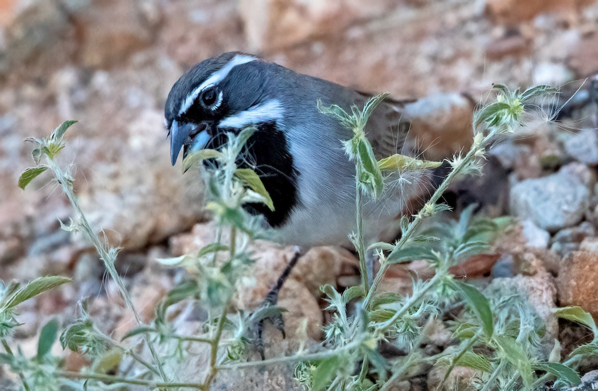 Black-throated Sparrow - ML508731791