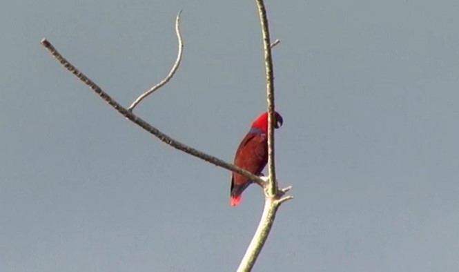 Papua Eklektus Papağanı - ML508736341