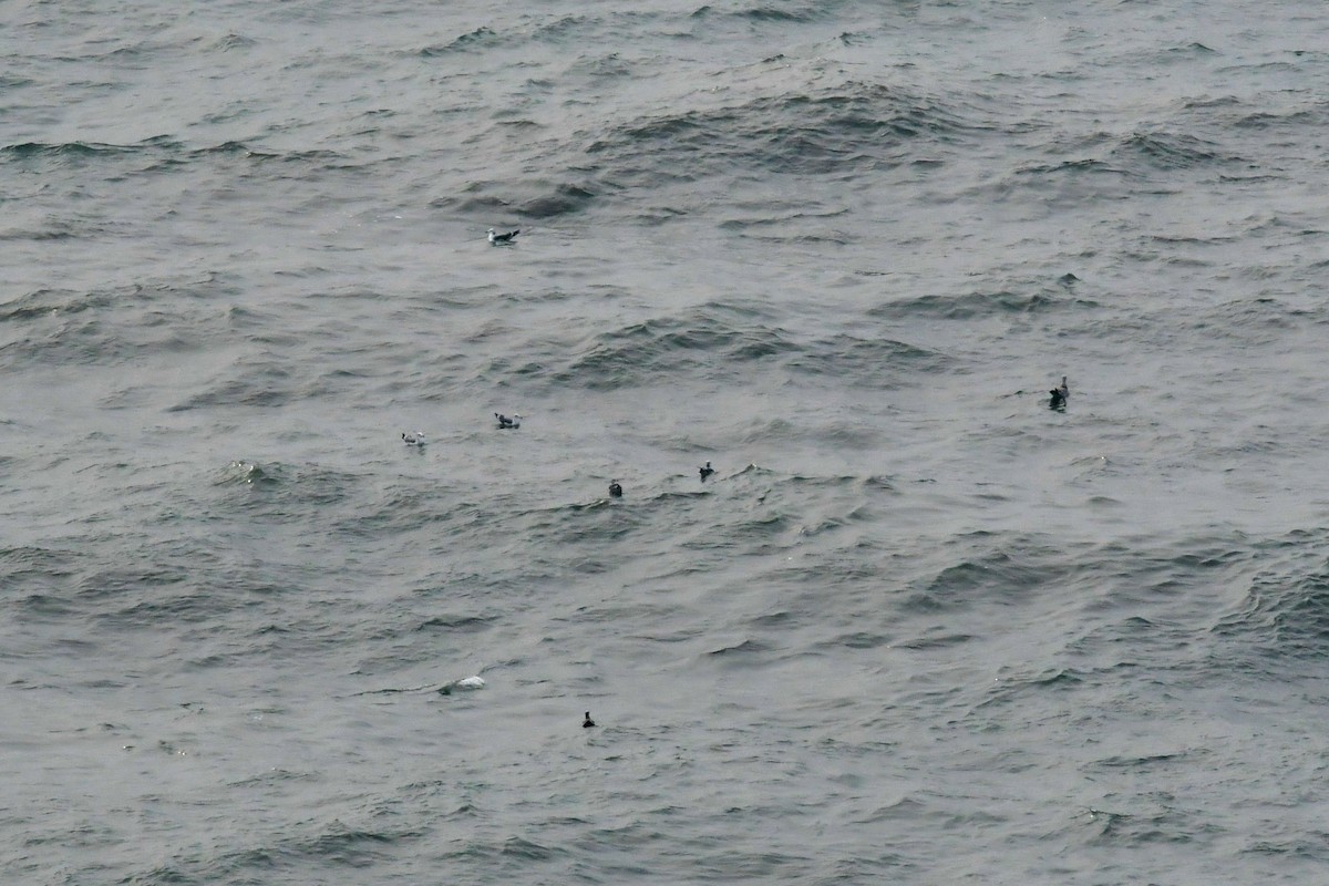 Black-tailed Gull - Qin Huang