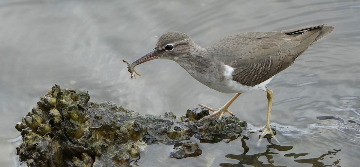Spotted Sandpiper - Dave Bowman