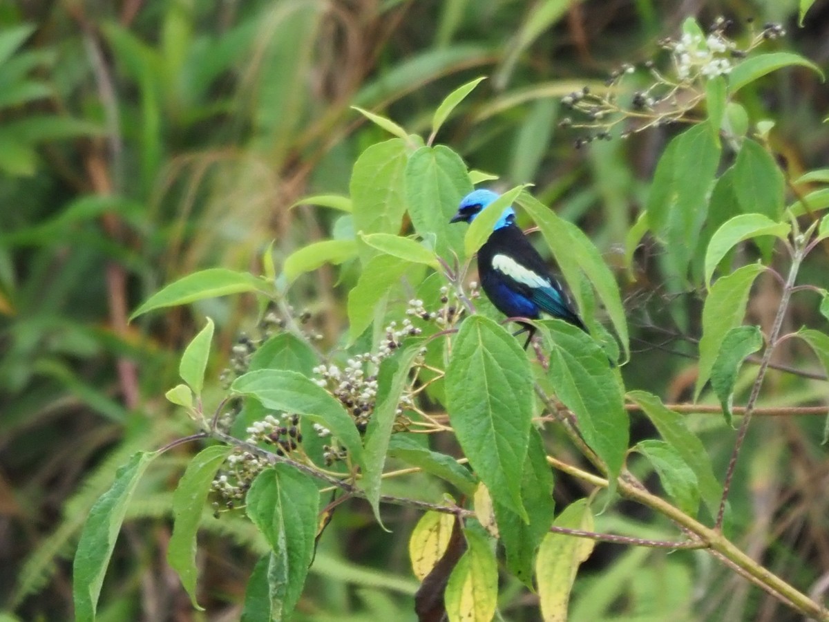 Blue-necked Tanager - ML508750851