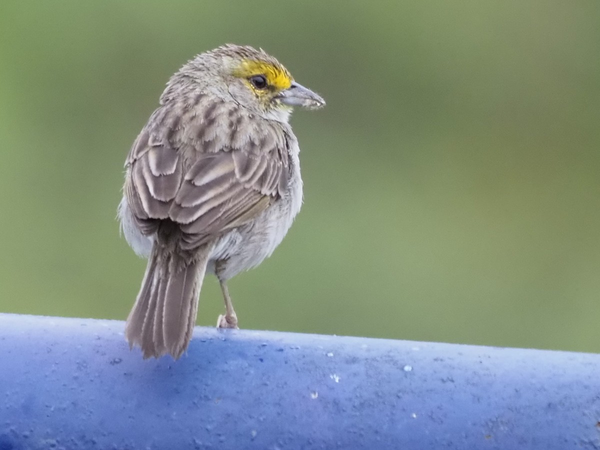 Yellow-browed Sparrow - ML508751241
