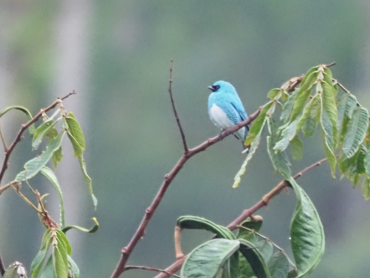 Swallow Tanager - ML508754491