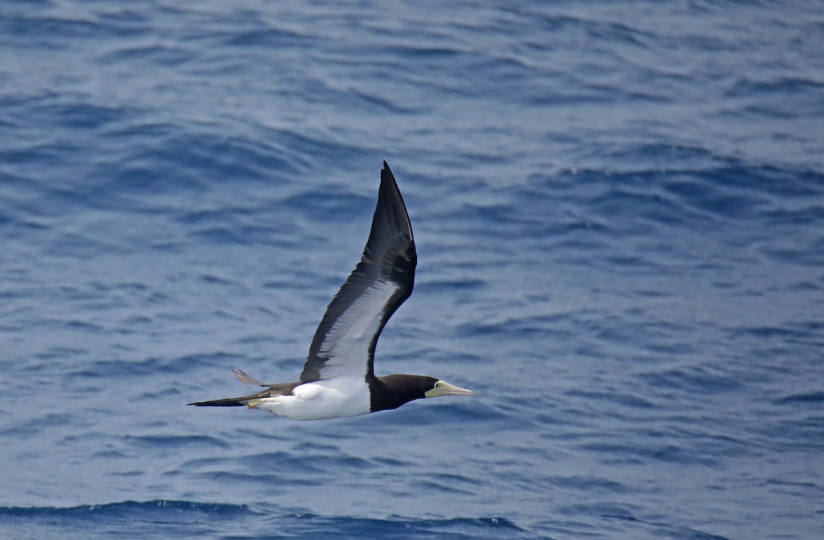 Brown Booby - ML508754521