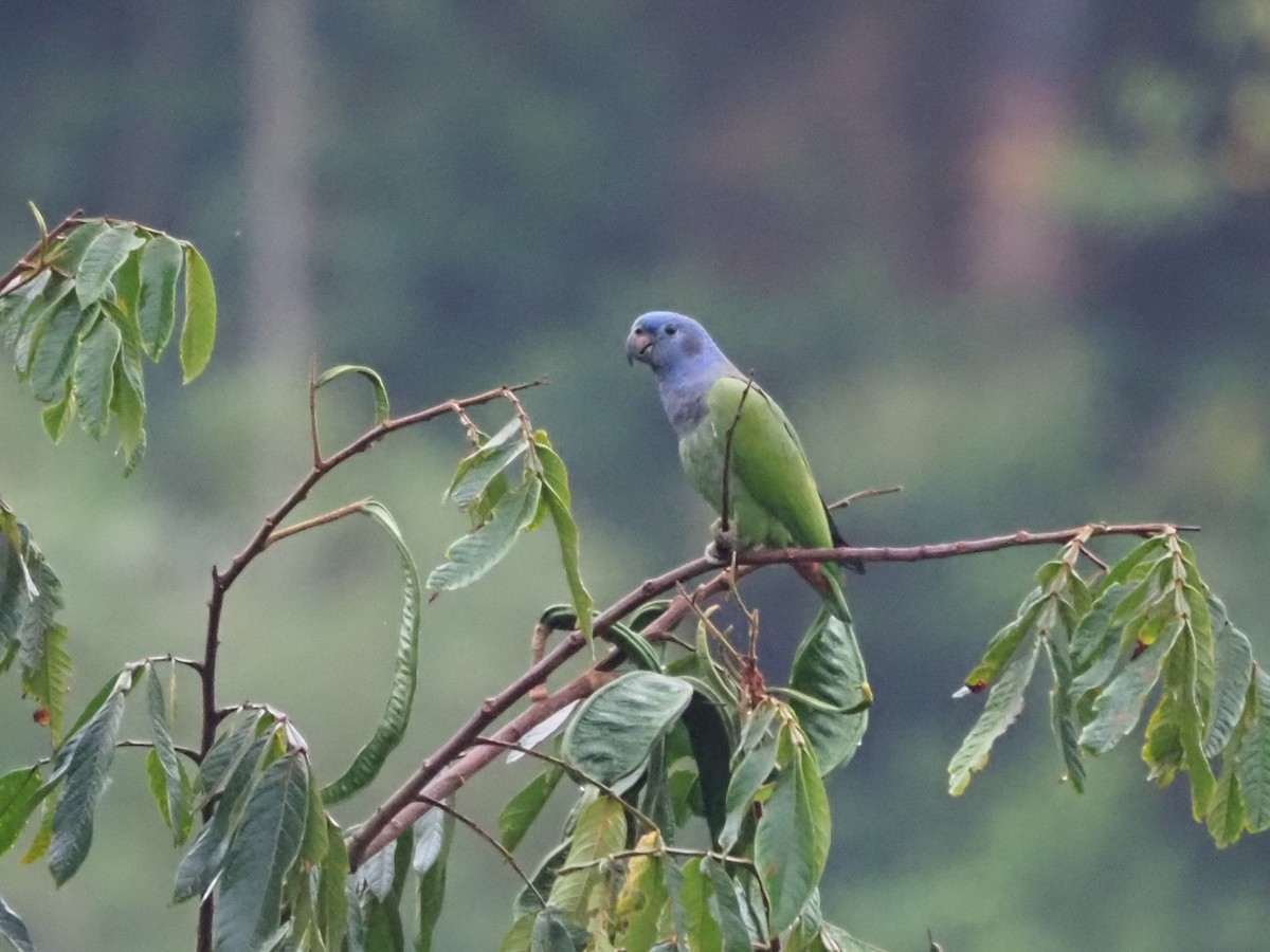 Blue-headed Parrot - ML508755271