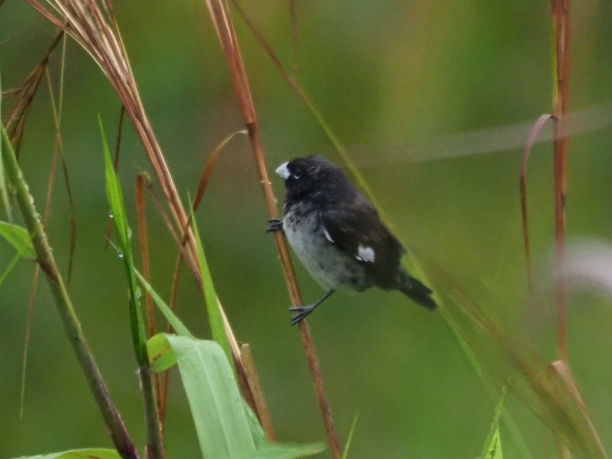 Black-and-white Seedeater - ML508755741