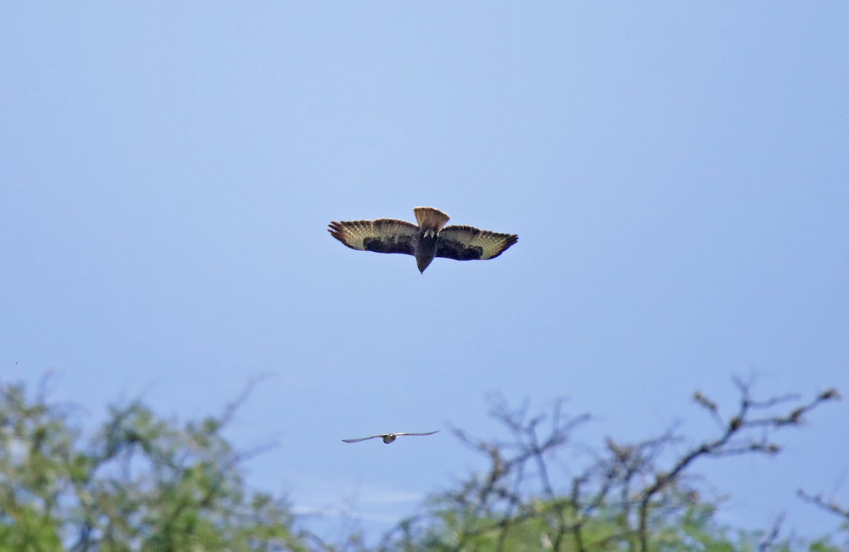 Common Buzzard (Cape Verde) - Slawek Rubacha
