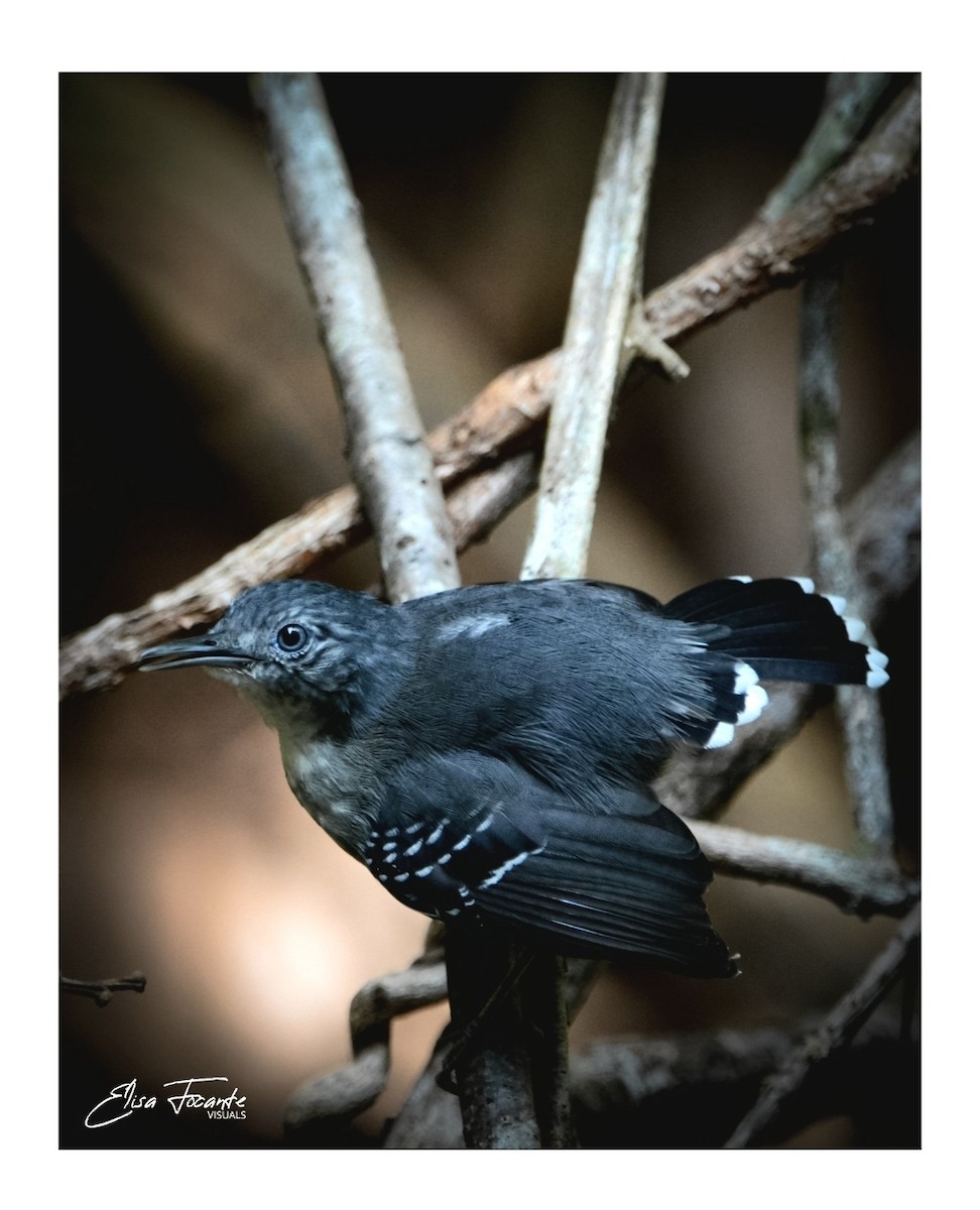 Band-tailed Antbird - ML508759461
