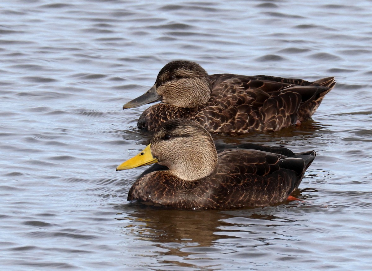 American Black Duck - Hal and Kirsten Snyder