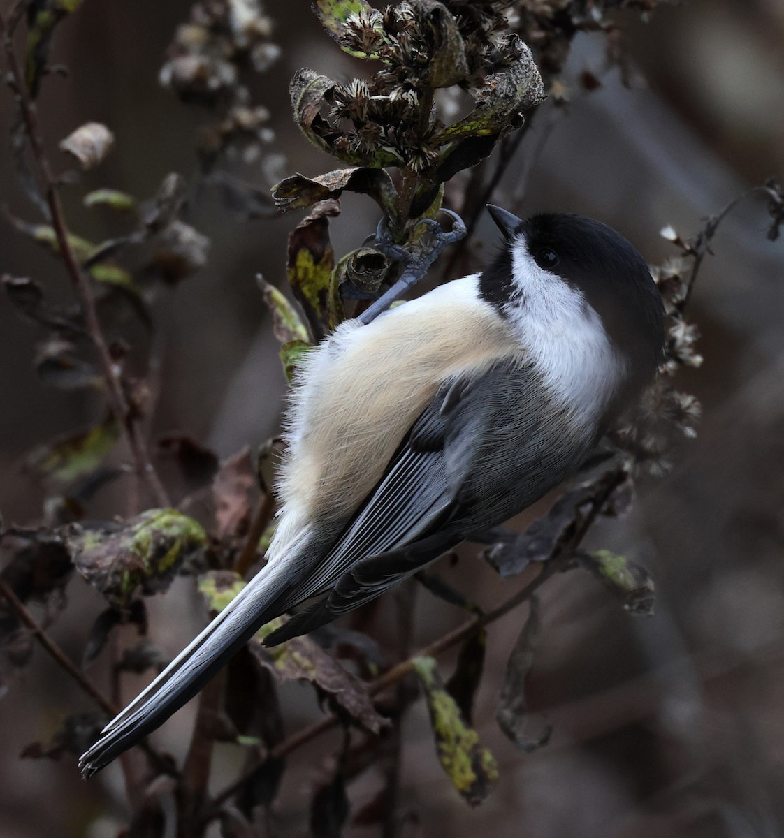 Black-capped Chickadee - Hal and Kirsten Snyder