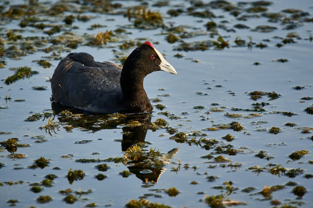 Red-knobbed Coot - ML508761021