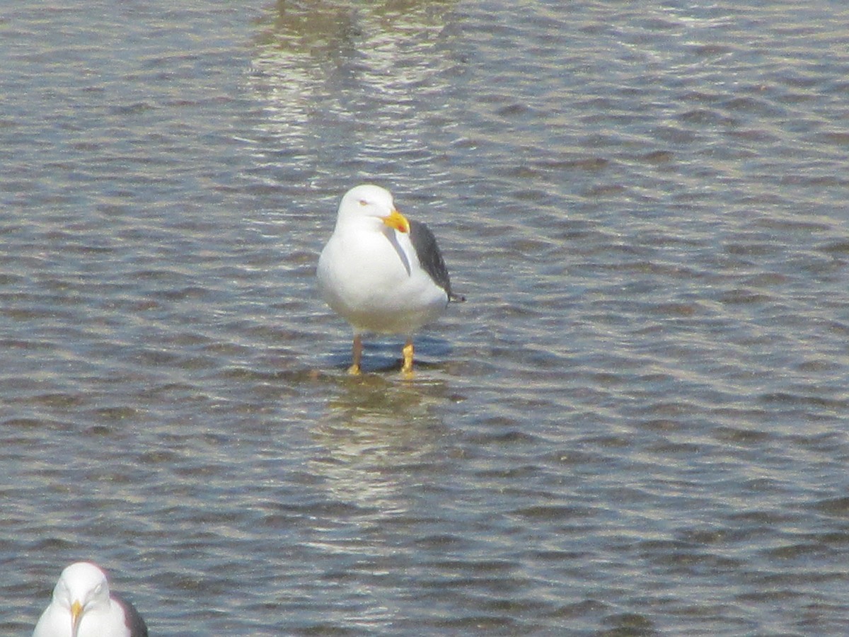 Yellow-footed Gull - ML50876451