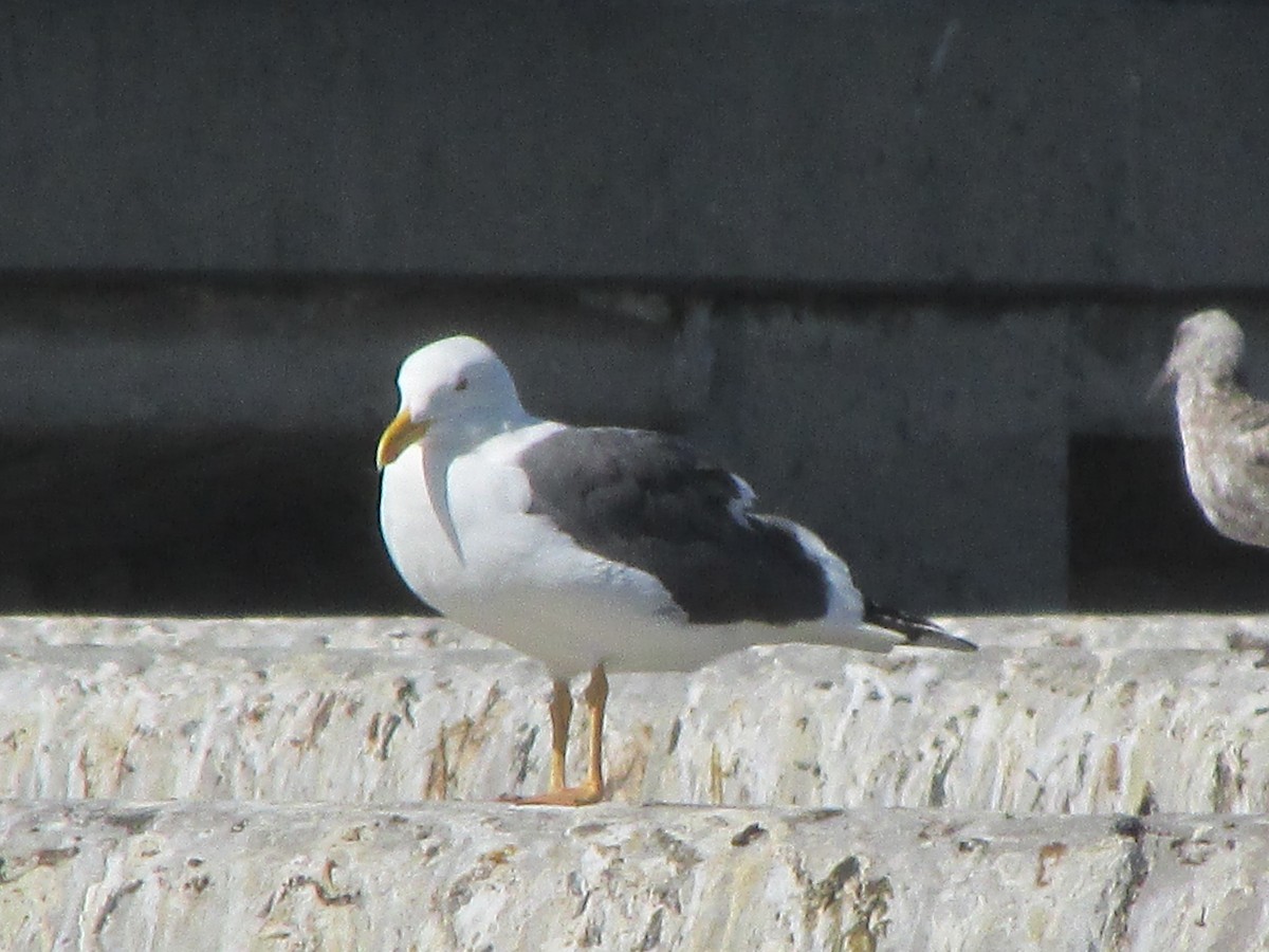 Yellow-footed Gull - ML50876461