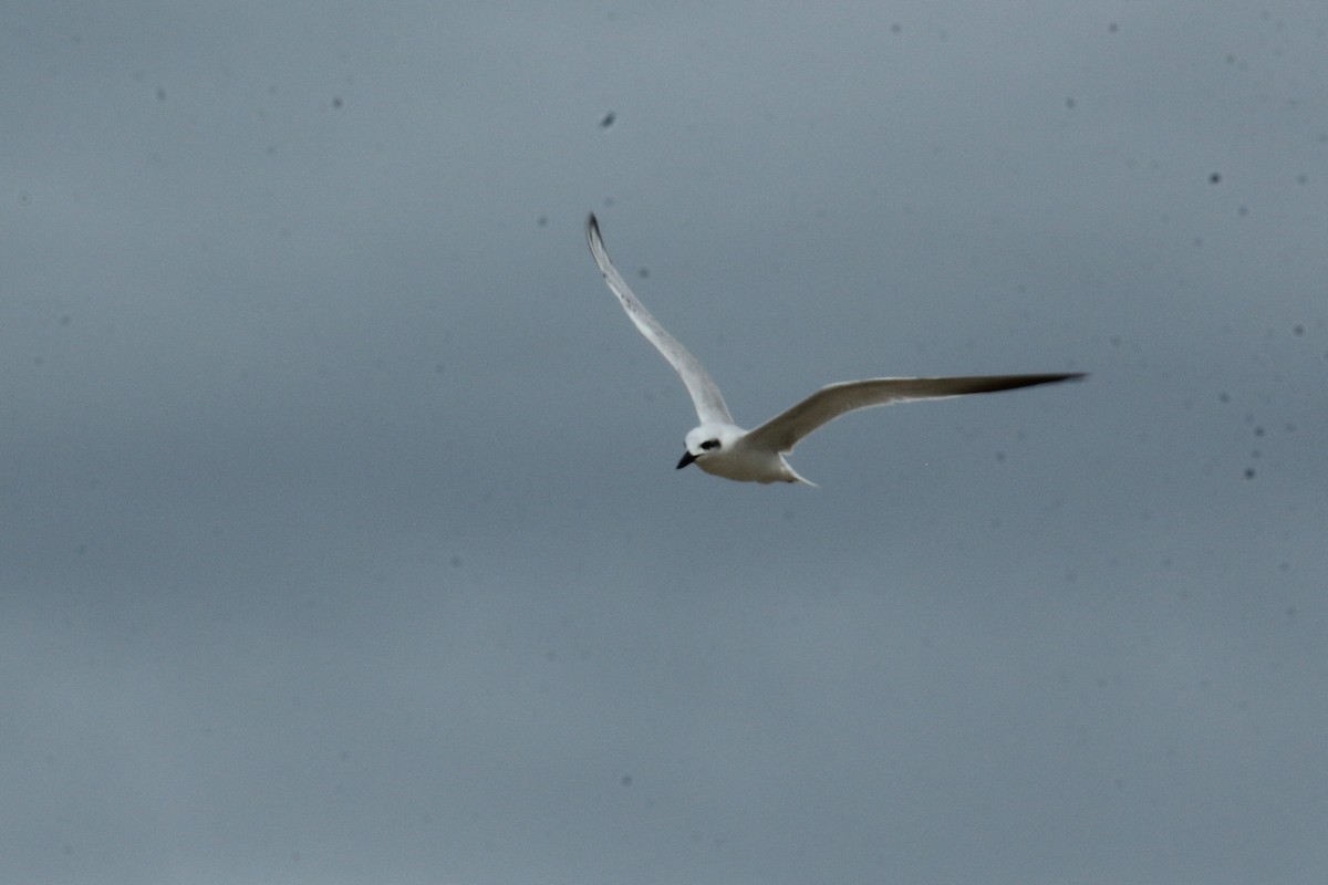 Gull-billed Tern - Juan Carlos Albero