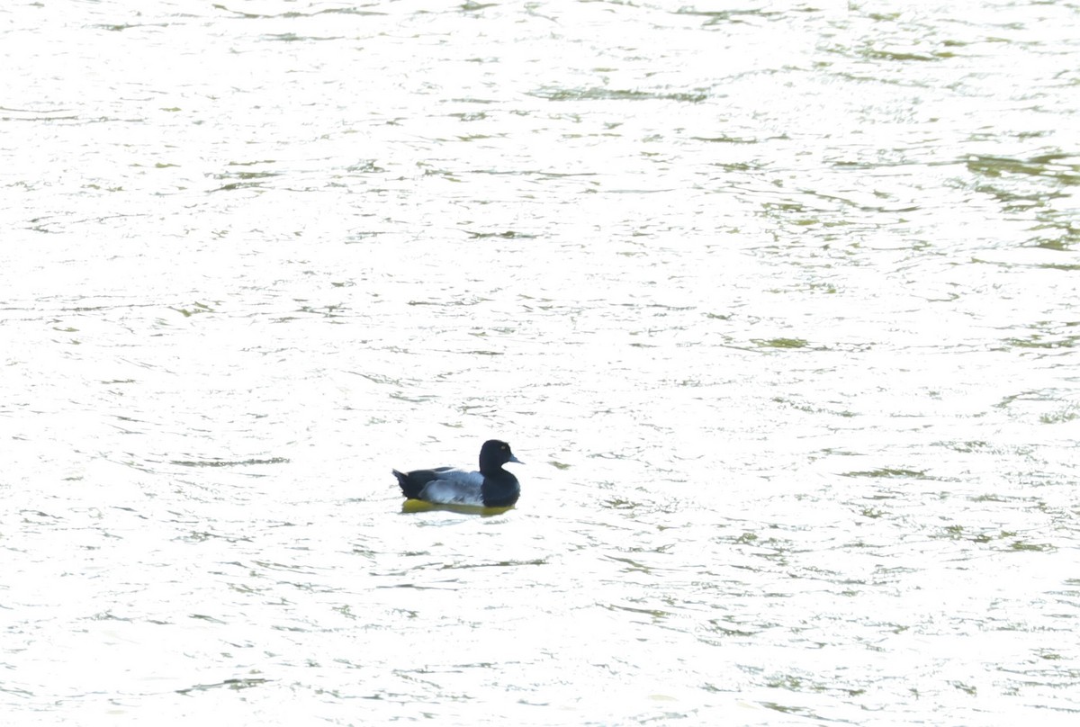 eBird Checklist - 12 Nov 2022 - Univ. of Texas, RGV (Brownsville ...