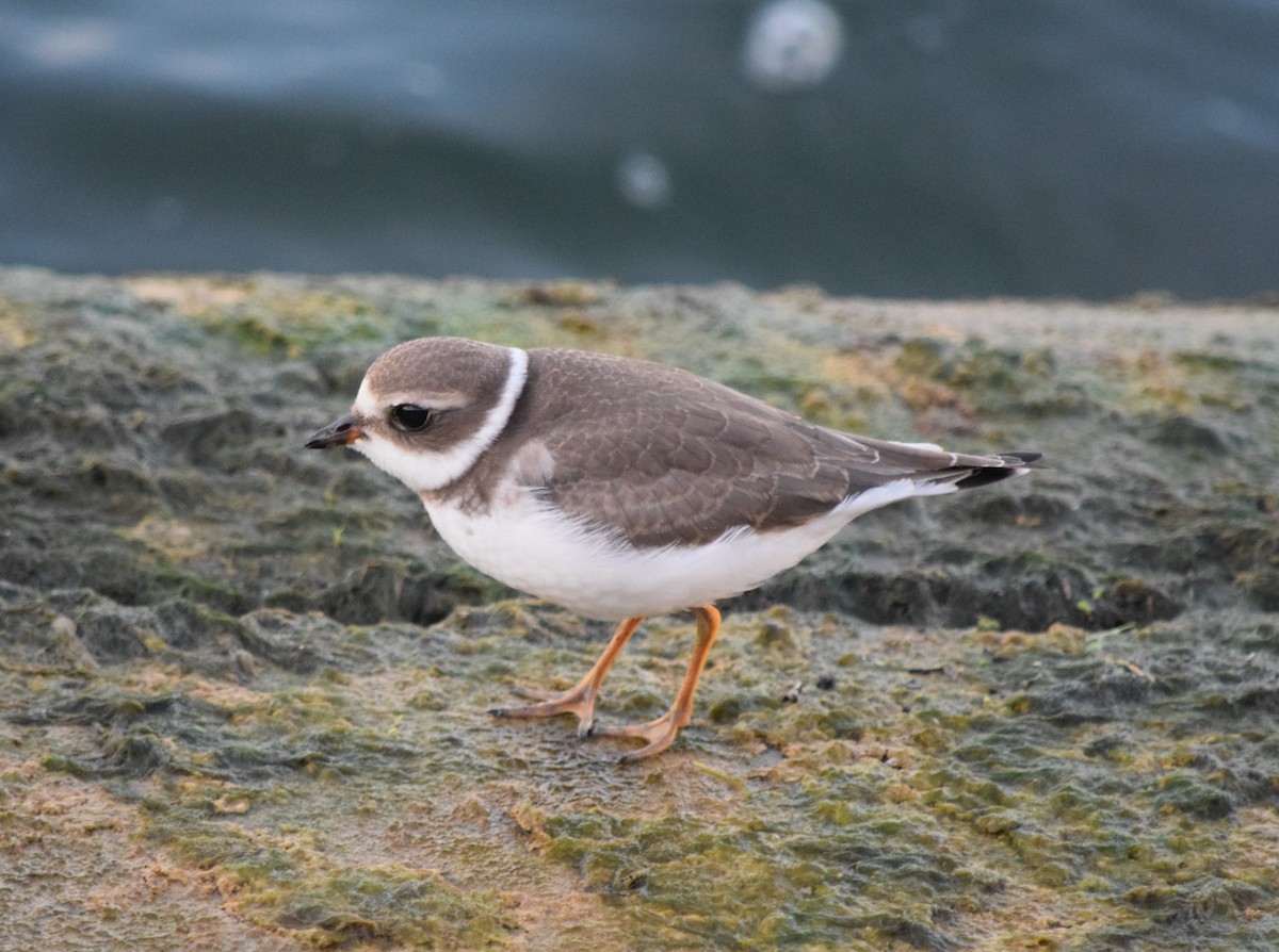 Semipalmated Plover - ML508773621