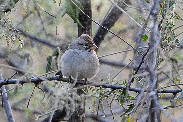 Rufous-winged Sparrow - ML508774541