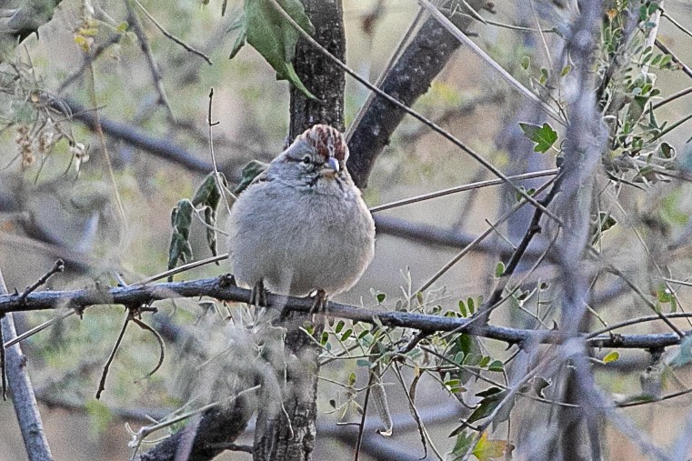 Rufous-winged Sparrow - ML508774551